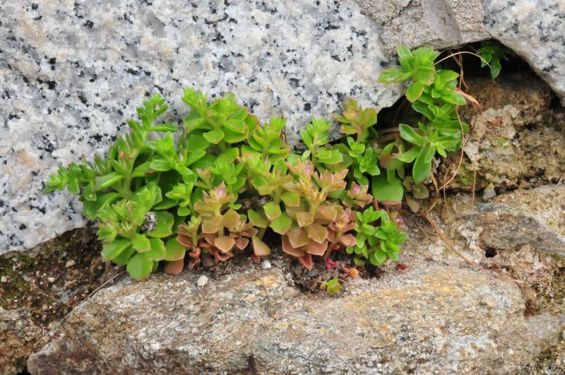 Phedimus stellatus / Borracina spinosa